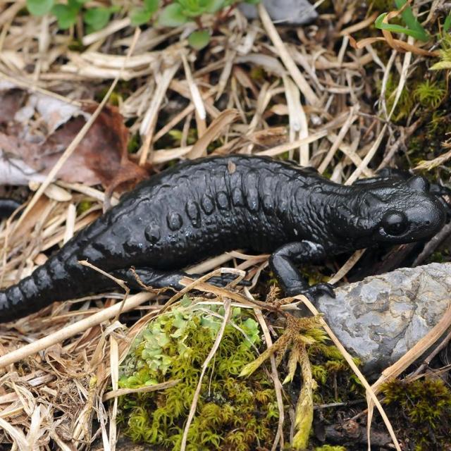 Salamandre noire, sur une pierre