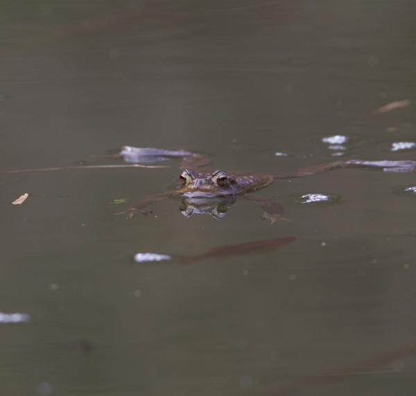Schwimmende Erdkröte in einem Gewässer mit Fischen